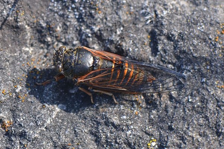 Cicadetta brevipennis © <a href="//commons.wikimedia.org/wiki/User:Jean.claude" title="User:Jean.claude">Jean.claude</a>