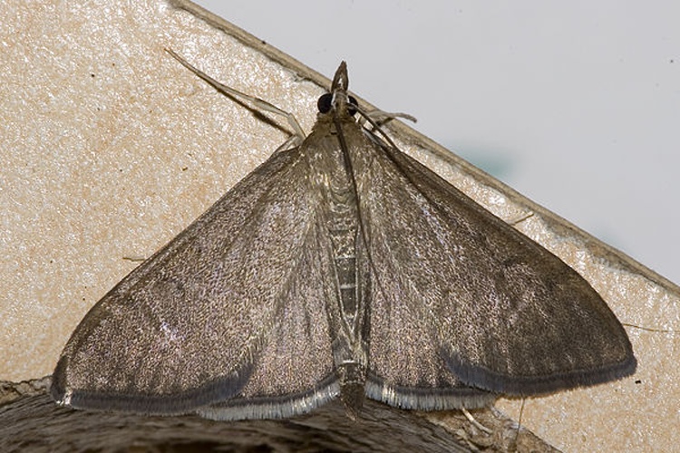 Anania terrealis © <a href="//commons.wikimedia.org/wiki/User:Olei" title="User:Olei">Olei</a>