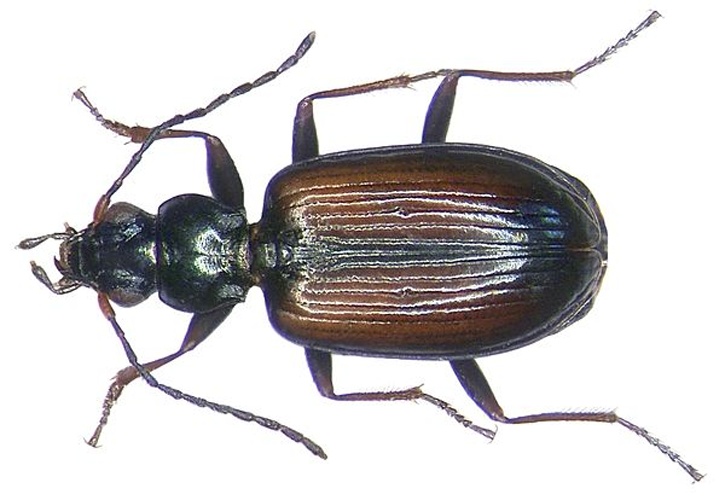 Bembidion conforme &copy; <a rel="nofollow" class="external text" href="https://www.flickr.com/people/30703260@N08">Udo Schmidt</a> from Deutschland