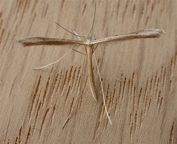 Stenoptilia zophodactylus &copy; dhobern