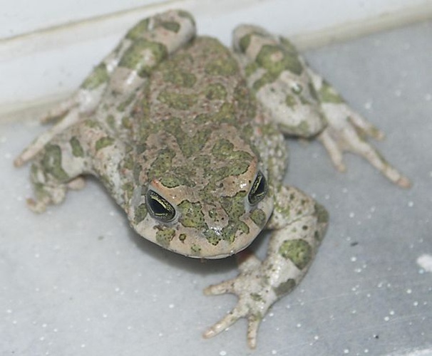 Bufo viridis © <a href="//commons.wikimedia.org/wiki/User:Arbol01" title="User:Arbol01">Arbol01</a>