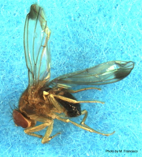 Drosophila suzukii &copy; <a href="//commons.wikimedia.org/w/index.php?title=User:Bonemeal&amp;action=edit&amp;redlink=1" class="new" title="User:Bonemeal (page does not exist)">Bonemeal</a>