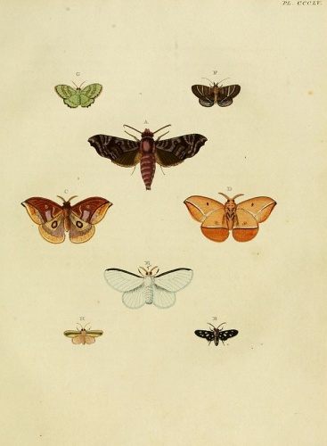 Rejectaria theclalis © <a href="https://en.wikipedia.org/wiki/Pieter_Cramer" class="extiw" title="en:Pieter Cramer">Pieter Cramer</a> (1721 - 1776) and <a href="https://en.wikipedia.org/wiki/Caspar_Stoll" class="extiw" title="en:Caspar Stoll">Caspar Stoll</a> (between  1725 and 1730 - 1791)