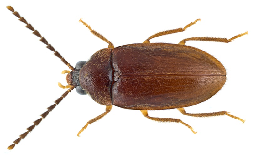 Ptilodactyla exotica &copy; <a rel="nofollow" class="external text" href="https://www.flickr.com/people/30703260@N08">Udo Schmidt</a> from Deutschland