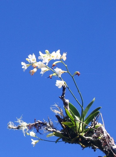 Beclardia macrostachya © <a href="//commons.wikimedia.org/w/index.php?title=User:MarcM1FLEReunion&amp;action=edit&amp;redlink=1" class="new" title="User:MarcM1FLEReunion (page does not exist)">MarcM1FLEReunion</a>