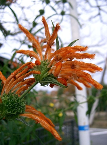 Leonotis leonurus &copy; KENPEI