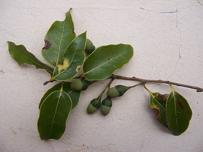 Ocotea obtusata &copy; <a href="//commons.wikimedia.org/wiki/User:B.navez" title="User:B.navez">B.navez</a>
