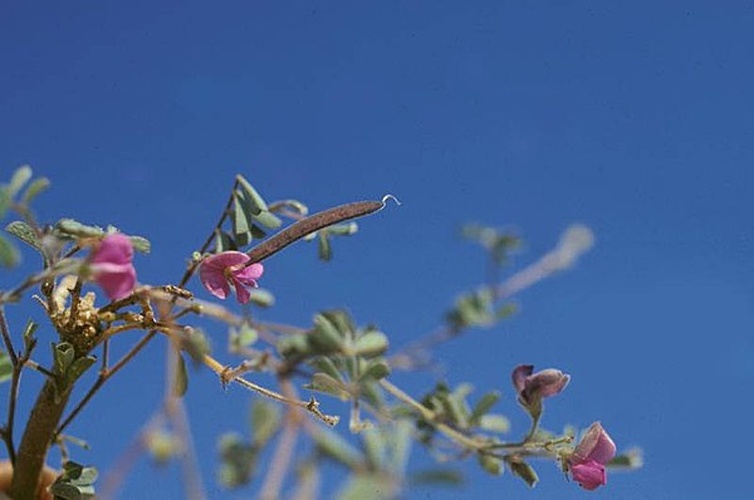 Tephrosia pumila © <a rel="nofollow" class="external text" href="https://www.flickr.com/people/134534957@N02">voyage-madagascar.org</a> from Antananarivo, Madagascar