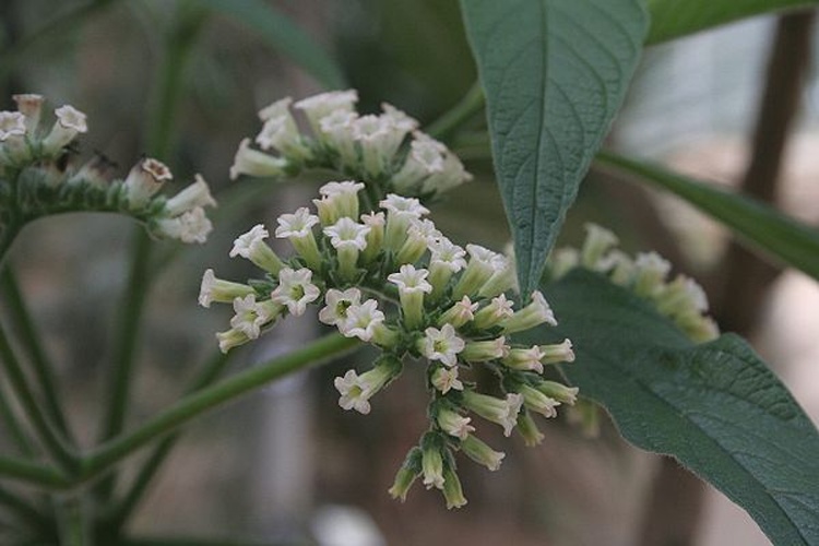 Tournefortia bojeri &copy; <a href="//commons.wikimedia.org/wiki/User:Jeffdelonge" title="User:Jeffdelonge">Jeffdelonge</a>