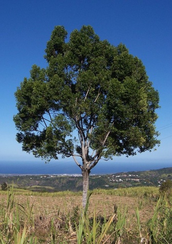 Elaeodendron orientale © 