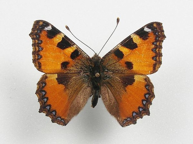 Aglais ichnusa &copy; <a href="//commons.wikimedia.org/wiki/User:Anaxibia" title="User:Anaxibia">Anaxibia</a>