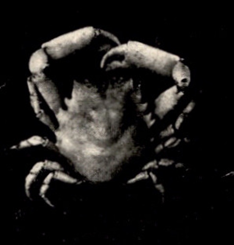 Pitho aculeata © <bdi><a href="https://en.wikipedia.org/wiki/en:Augusta_Foote_Arnold" class="extiw" title="w:en:Augusta Foote Arnold">Augusta Foote Arnold</a>
</bdi>