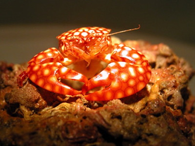 Porcellana sayana &copy; 