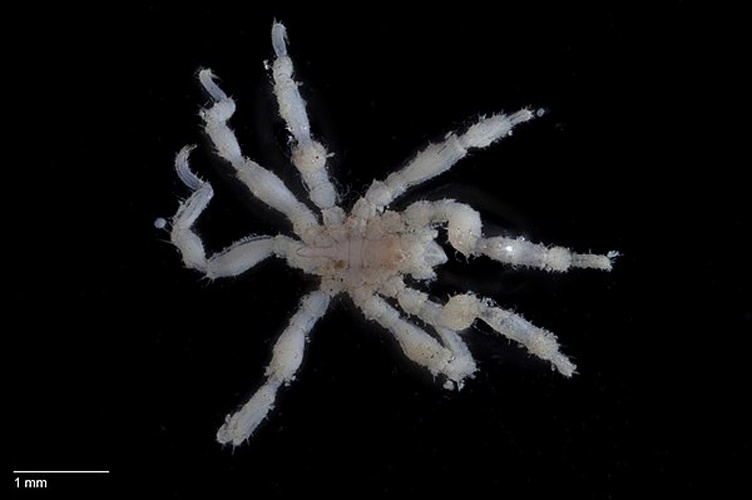 Achelia assimilis &copy; Blair Patullo / Museum Victoria