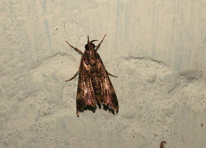 Noorda blitealis © <a href="//commons.wikimedia.org/wiki/User:Gihan_Jayaweera" title="User:Gihan Jayaweera">Gihan Jayaweera</a>