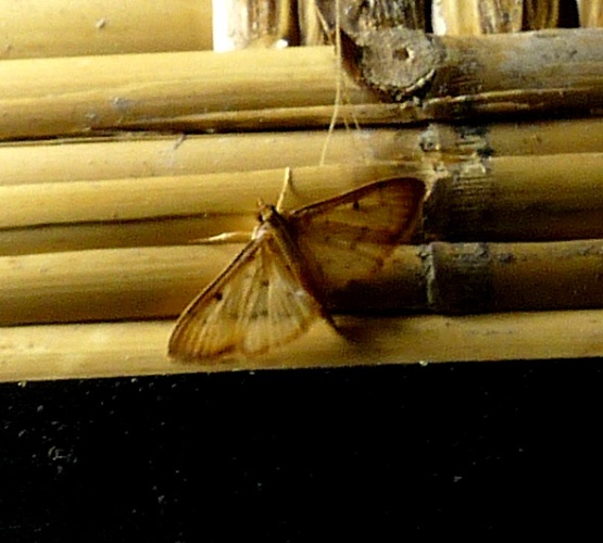 Herpetogramma basalis © <a rel="nofollow" class="external text" href="https://www.flickr.com/people/43272765@N04">gailhampshire</a> from Cradley, Malvern, U.K