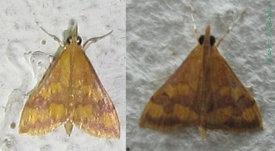 Pyrausta phoenicealis © <a href="//commons.wikimedia.org/wiki/User:Tonton_Bernardo" title="User:Tonton Bernardo">Tonton Bernardo</a>