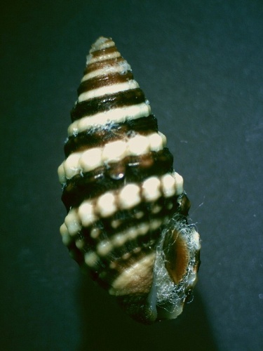 Pilsbryspira nodata &copy; Jan Delsing