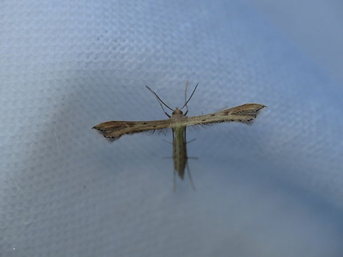 Hepalastis pumilio &copy; <a rel="nofollow" class="external text" href="https://www.flickr.com/people/25401497@N02">Donald Hobern</a> from Copenhagen, Denmark