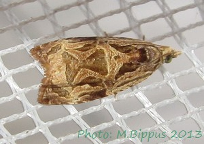 Eccopsis incultana &copy; <a href="//commons.wikimedia.org/wiki/User:Tonton_Bernardo" title="User:Tonton Bernardo">Tonton Bernardo</a>