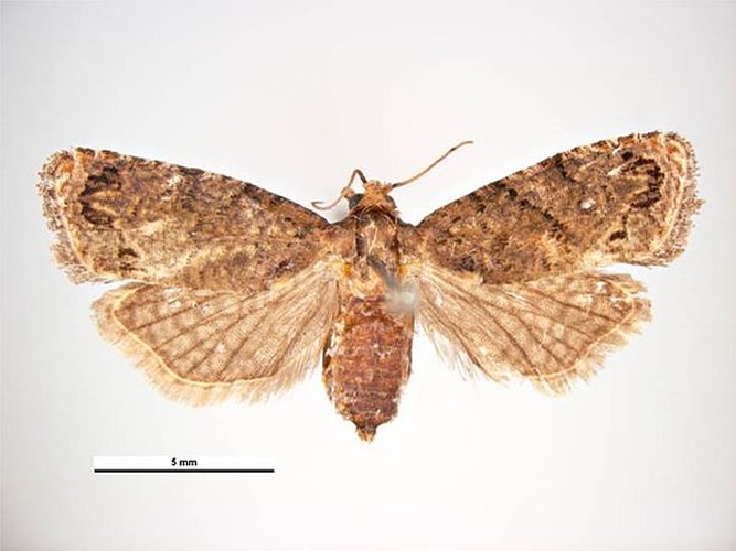 False Codling Moth &copy; Simon Hinkley &amp; Ken Walker, Museum Victoria