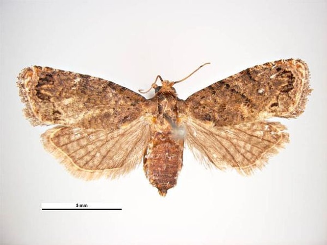 False Codling Moth © Simon Hinkley &amp; Ken Walker, Museum Victoria