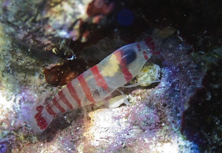 Alpheopsis yaldwyni &copy; Elisabeth Morcel