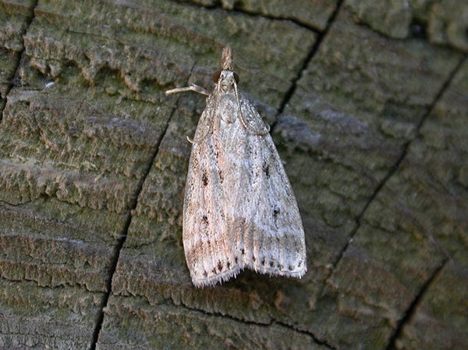 Eudonia pallida &copy; <a rel="nofollow" class="external text" href="https://www.flickr.com/people/25401497@N02">Donald Hobern</a>