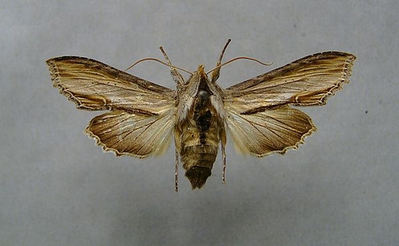 Cucullia scrophulariae &copy; <a href="//commons.wikimedia.org/wiki/User:Dumi" title="User:Dumi">Dumi</a>