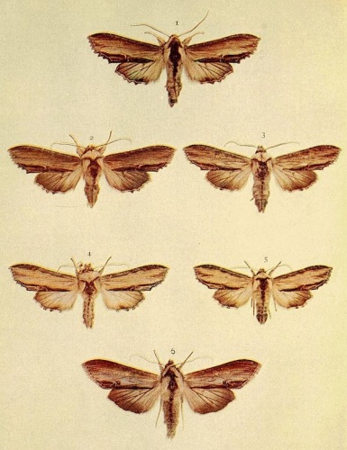 Shargacucullia lychnitis © Richard South