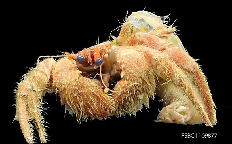 Paguristes sericeus © <a rel="nofollow" class="external text" href="https://www.flickr.com/people/47377886@N05">FWC Fish and Wildlife Research Institute</a>