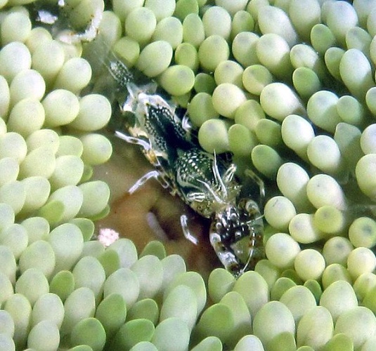 Periclimenes rathbunae &copy; James St. John