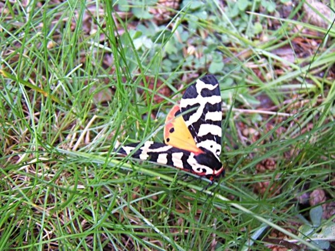 Arctia tigrina &copy; Fernando Lisón Martín