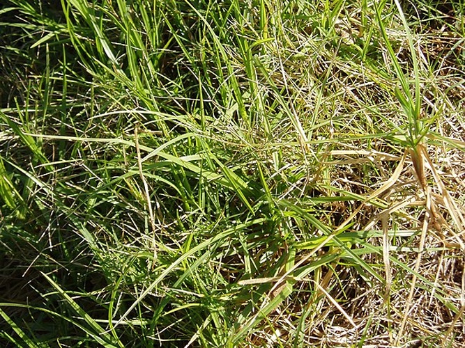 Cenchrus clandestinus &copy; <div class="fn value">
Nom. rev.</div>