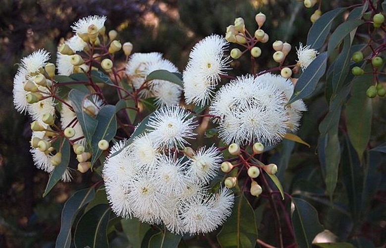 Corymbia calophylla © Cas Liber