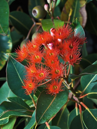 Corymbia ficifolia © <a href="//commons.wikimedia.org/wiki/User:JJ_Harrison" title="User:JJ Harrison">JJ Harrison</a> (<a rel="nofollow" class="external free" href="https://www.jjharrison.com.au/">https://www.jjharrison.com.au/</a>)