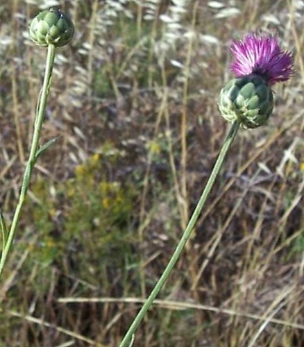 Mantisalca duriaei &copy; Luigi Rignanese