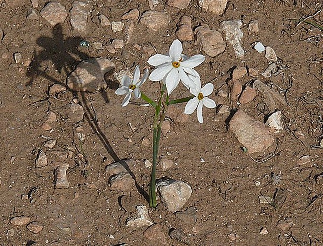 Narcissus obsoletus © <a href="//commons.wikimedia.org/wiki/User:Ziegler175" title="User:Ziegler175">Ziegler175</a>