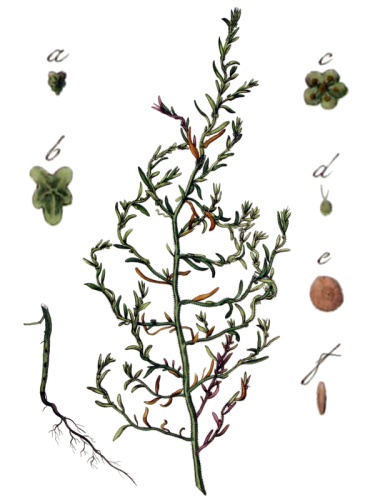  &copy; Christiaan Sepp (illustrator), Janus (Jan) Kops (1765–1849), Herman Christiaan van Hall (editors)