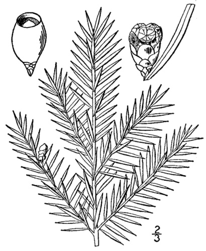 Taxus canadensis © USDA-NRCS PLANTS Database / Britton, N.L., and A. Brown. 1913. Illustrated flora of the northern states and Canada. Vol. 1: 67.