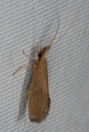 Lepidostoma basale © <table style="width:100%; border:1px solid #aaa; background:#efd; text-align:center"><tbody><tr>
<td>
<a href="//commons.wikimedia.org/wiki/File:Aspitates_ochrearia.jpg" class="image"><img alt="Aspitates ochrearia.jpg" src="https://upload.wikimedia.org/wikipedia/commons/thumb/b/bc/Aspitates_ochrearia.jpg/55px-Aspitates_ochrearia.jpg" decoding="async" width="55" height="41" srcset="https://upload.wikimedia.org/wikipedia/commons/thumb/b/bc/Aspitates_ochrearia.jpg/83px-Aspitates_ochrearia.jpg 1.5x, https://upload.wikimedia.org/wikipedia/commons/thumb/b/bc/Aspitates_ochrearia.jpg/110px-Aspitates_ochrearia.jpg 2x" data-file-width="800" data-file-height="600"></a>
</td>
<td>This image is created by user <a rel="nofollow" class="external text" href="http://waarneming.nl/user/photos/16108">Ernest van Asseldonk</a> at <a rel="nofollow" class="external text" href="http://waarneming.nl/">waarneming.nl</a>, a source of nature observations in the Netherlands.
</td>
</tr></tbody></table>