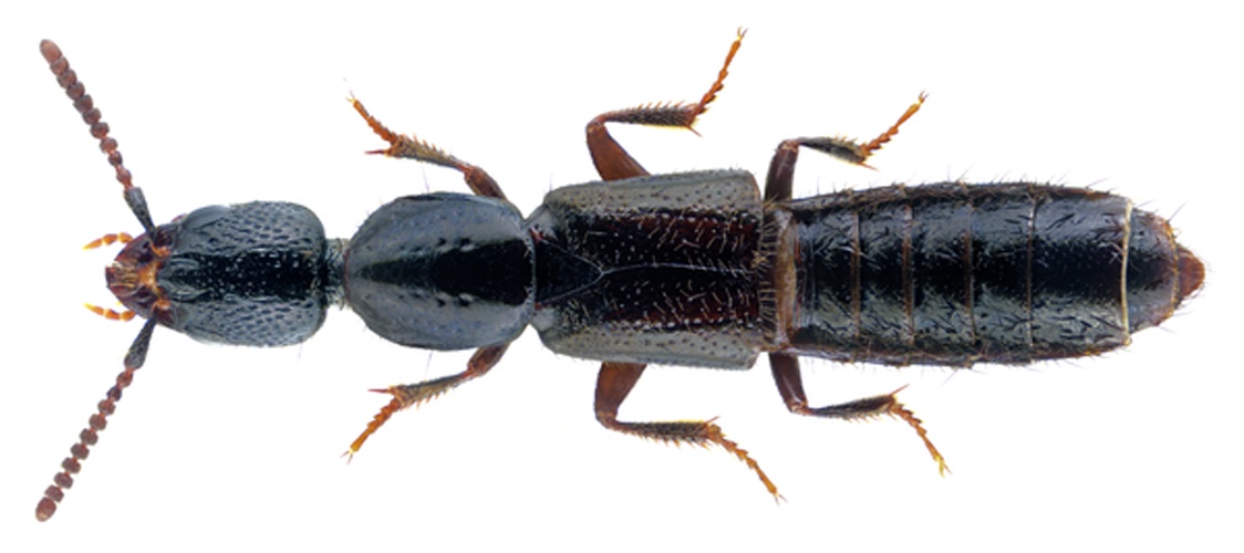 Gyrohypnus punctulatus © <a href="//commons.wikimedia.org/w/index.php?title=User:URSchmidt&amp;action=edit&amp;redlink=1" class="new" title="User:URSchmidt (page does not exist)">URSchmidt</a>