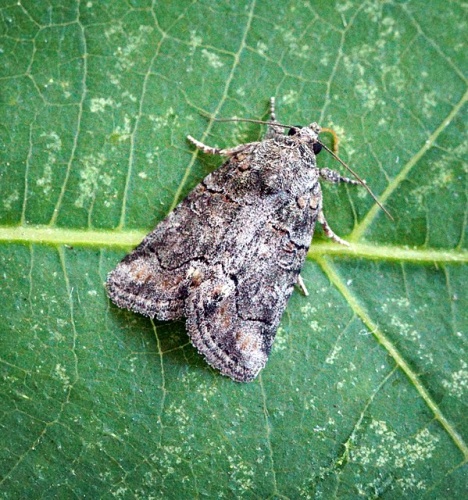 Bryophila vandalusiae &copy; <a rel="nofollow" class="external text" href="https://www.flickr.com/people/33398884@N03">Ben Sale</a> from UK