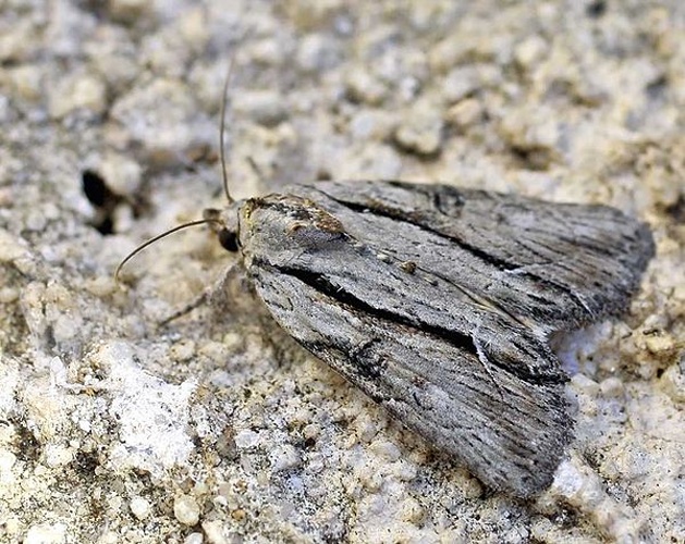Cryphia raptricula &copy; 