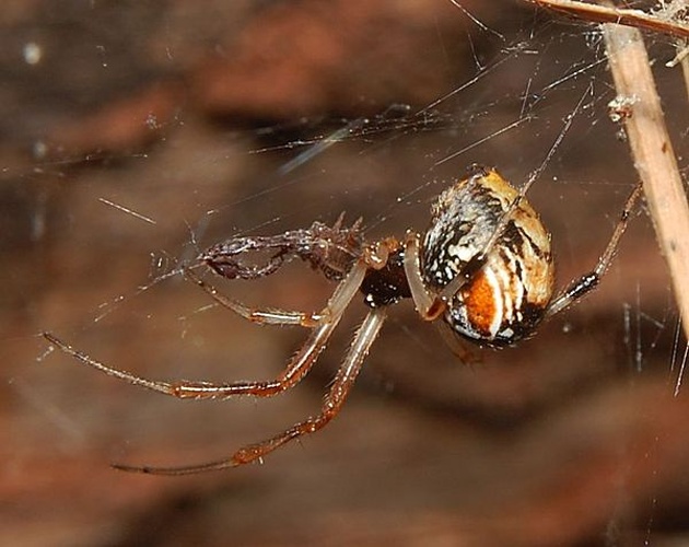 Parasteatoda lunata &copy; <a href="//commons.wikimedia.org/w/index.php?title=User:Accipiter&amp;action=edit&amp;redlink=1" class="new" title="User:Accipiter (page does not exist)">Accipiter</a> (R. Altenkamp, Berlin)