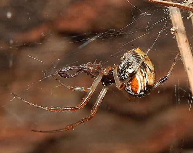 Parasteatoda lunata © <a href="//commons.wikimedia.org/w/index.php?title=User:Accipiter&amp;action=edit&amp;redlink=1" class="new" title="User:Accipiter (page does not exist)">Accipiter</a> (R. Altenkamp, Berlin)