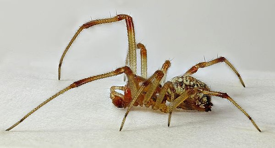 Phylloneta impressa © <a rel="nofollow" class="external text" href="https://www.flickr.com/people/130093583@N04">Janet Graham</a>