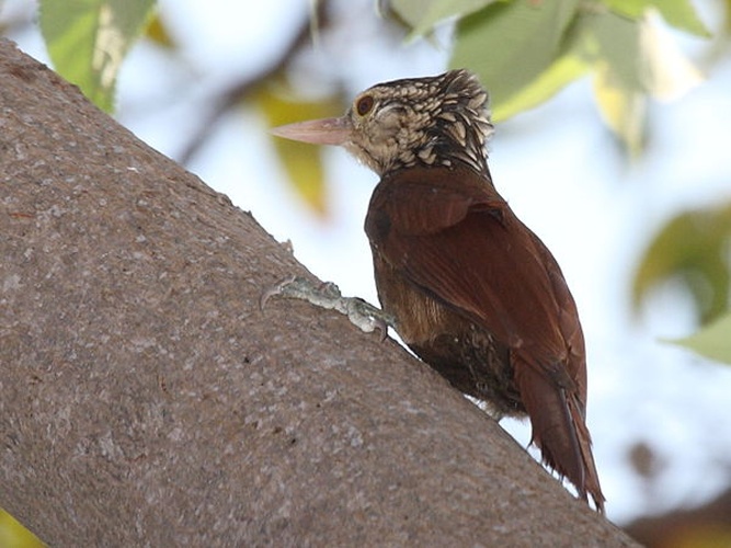 Straight-billed Woodcreeper © <a rel="nofollow" class="external text" href="https://www.flickr.com/people/9765210@N03">Dominic Sherony</a>