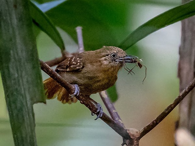 Brown-bellied Antwren © <a href="//commons.wikimedia.org/wiki/User:Hector_Bottai" title="User:Hector Bottai">Hector Bottai</a>