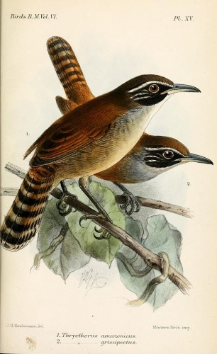 Coraya Wren © <bdi><a href="https://en.wikipedia.org/wiki/en:John_Gerrard_Keulemans" class="extiw" title="w:en:John Gerrard Keulemans">John Gerrard Keulemans</a>
</bdi>